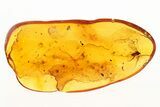 Detailed Fossil Winged Aphid (Hemiptera) In Baltic Amber #273290-1